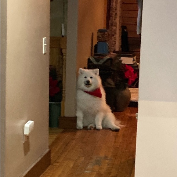 Meet your Posher, Lisa - Picture 1 of 1